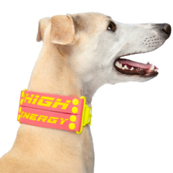 Wide buckle collar